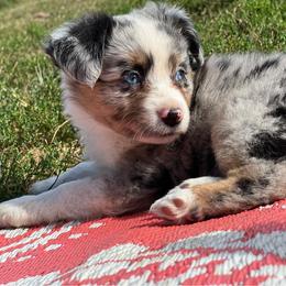 Toy Australian Shepherd Puppies from Kickapoo Creek Toy Aussies