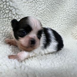 Boy 1 - Black gold and white male Shih Tzu puppy in Boonville, Indiana from M&J Country Kennels