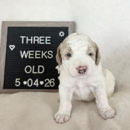 Hank - Yellow and white male Bernedoodle puppy in Sparrows Point, Maryland from Rosie’s Puppies