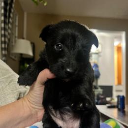 Asher - Black male Scottish Terrier puppy in Chattanooga, Tennessee from Oodles of Cuties!