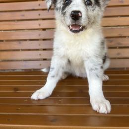 Border Collie Puppies from SoCal/Promise Land Border Collies