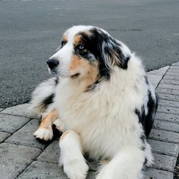 Willow - Australian Shepherd