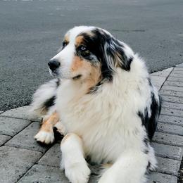 Willow - Australian Shepherd