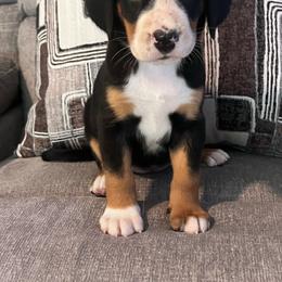 Razzi girl - Black, white and red female Greater Swiss Mountain Dog puppy in Gainesville, Florida from Ambermoon Kooikerhondje Blackamber Greater Swiss Mountain Dogs