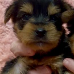 Junie B - Yorkshire Terrier