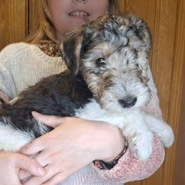 Sir Percival - White black and tan male Wire Fox Terrier puppy in Lancaster, Missouri from Missouri Meadows Farm