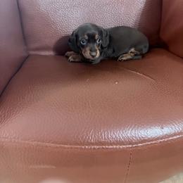 JRK Countesses little princess - Chocolate and tan female Dachshund puppy in Bremen, Georgia from Jones Royal Kennels / Jones Miniature Dachshunds