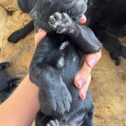 White Girl - Black female German Shepherd puppy in Saluda, South Carolina from Ray Ranch, LLC