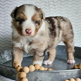 Randall - Red merle male Australian Shepherd puppy in Mountain Grove, Missouri from K Bar H Farms