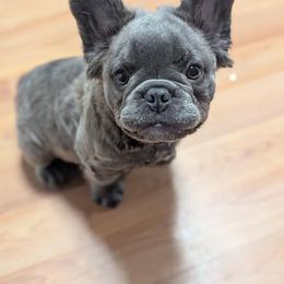 Kardashian - Blue female French Bulldog puppy in Rochester, New York from Upstate Champion Kennels