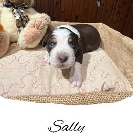 Sally - Red tri-color female Australian Shepherd puppy in Stone Mountain, Georgia from True Blue Friends
