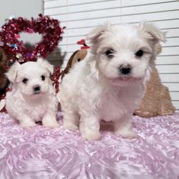 Maltese Puppies from Ainsley’s Boujee Babies