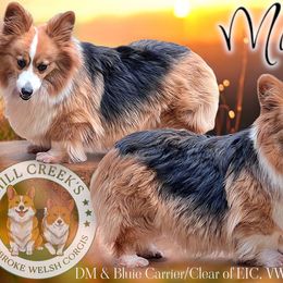 Mara - Pembroke Welsh Corgi