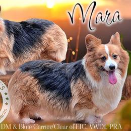 Mara - Pembroke Welsh Corgi