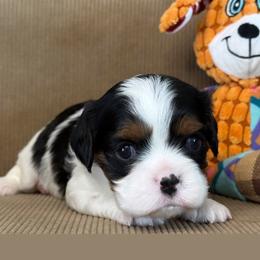 Valentina - Tri-color female Cavalier King Charles Spaniel puppy in Yuciapa, California from AlltheDoodlez_