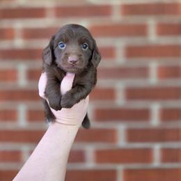 Paddy - Chocolate and tan female Dachshund puppy in Indianapolis, Indiana from Homegrown Hoosier Kennels
