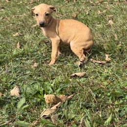 Toby - Fawn male Italian Greyhound puppy in Wilkes Barre, Pennsylvania from Laraz Pupz