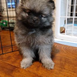 Pomeranian Puppies from JaElle Pomeranians