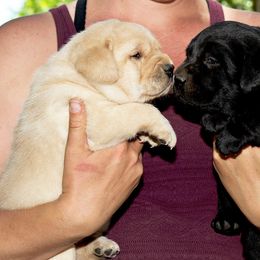 Labrador Retriever Puppies from Caerleon Ranch
