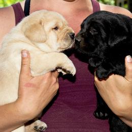 Labrador Retriever Puppies from Caerleon Ranch