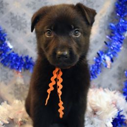 Orange Collar Girl - Black female German Shepherd puppy in Grants Pass, Oregon from Granville German Shepherds