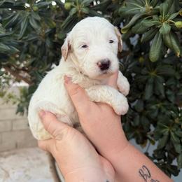 Kathani - Parti female Goldendoodle puppy in Barstow, California from Golden Desert Doodles