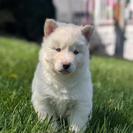 Poppy - White female Siberian Husky puppy in Coshocton, Ohio from Wyant Farms