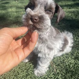 Apollo - Liver male Miniature Schnauzer puppy in Hemet, California from Journee Home Mini Schnauzers
