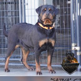 Sativa  - Rottweiler