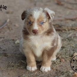 Dottie - Red merle female Miniature Australian Shepherd puppy in Garden Plain, Kansas from Krazy K Aussies