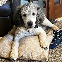 Goldendoodles and Poodles from Weaver Poodles and Doodles
