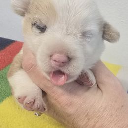 Rain - Red merle and white female American Corgi puppy in Lithia, Florida from Diamondcrest Inc