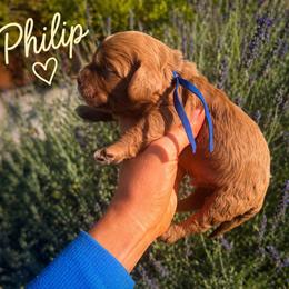 Phillip - Golden male Cockapoo puppy in Millville, California from Hope Lane Kennels