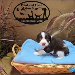 Boy 4 - Liver and white male English Springer Spaniel puppy in Potosi, Wisconsin from Point and Flush Gun Dogs