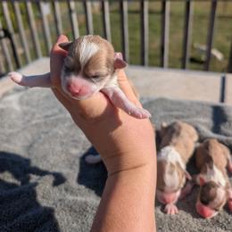 Carhartt - White and buff male Bichon Frise puppy in Harrisonville, Missouri from Trailside Mini Aussies