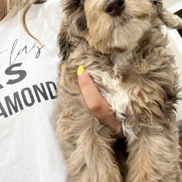 Aussiedoodle and Bernedoodle Puppies from High Desert Doodles