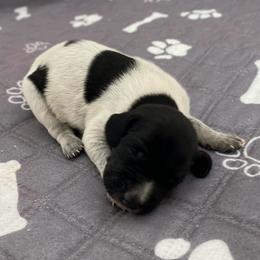 Hobo - Black and white male German Shorthaired Pointer puppy in Hot Springs, Virginia from Thunder Mountain Gun Dogs