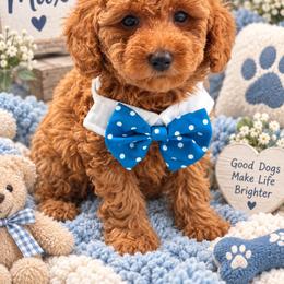 Cavapoo, Goldendoodle, Maltipoo, Morkie, Shihpoo, and Yorkipoo Puppies from Jenny La Bone