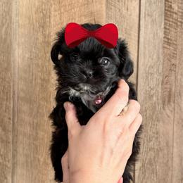 Girl - Black and white female Shih Tzu puppy in Seguin, Texas from Dolled Up Shih Tzus