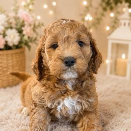 Boy 2 - Apricot male Goldendoodle puppy in Haleyville, Alabama from Susan’s Prefurred Doodles