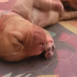 Eclair - Golden female Golden Retriever puppy in Greensburg, Kentucky from Southern Springs Goldens