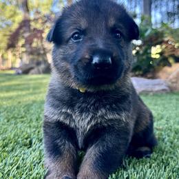 Titan - Sable male German Shepherd puppy in Sonora, California from Elite Haus K9
