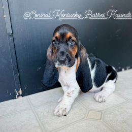 Basset Hound Puppies from Central Kentucky Basset Hounds