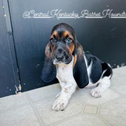 Basset Hound Puppies from Central Kentucky Basset Hounds