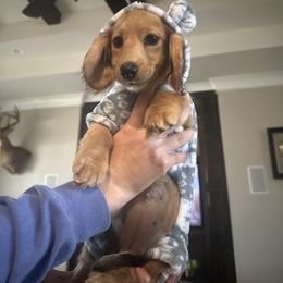 Dachshund Puppies from Dooney's Dachshunds