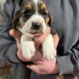 Girl 4 - Black brown and white female Basset Hound puppy in Noblesville, Indiana from Russell Bassets