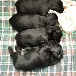 Poodle, Yorkipoo, and Yorkshire Terrier Puppies from Yorkie Oodle Doodle