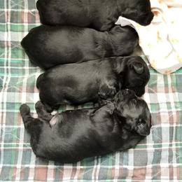 Poodle, Yorkipoo, and Yorkshire Terrier Puppies from Yorkie Oodle Doodle