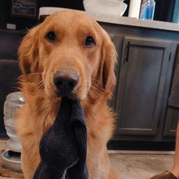 Monty - Golden Retriever