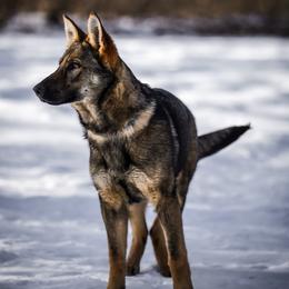 Arie - Sable female German Shepherd puppy in Knowlton Township, New Jersey from Augenblick Kennels
